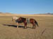 mongolia392