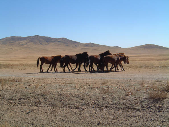 mongolia403