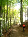 Sterrato nel bosco di faggi
