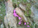 Fioritura a S.Jorio