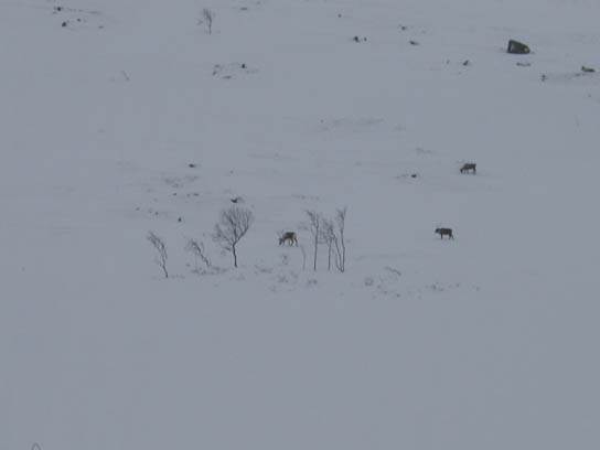 tromso011