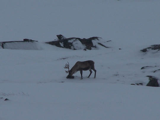 tromso012