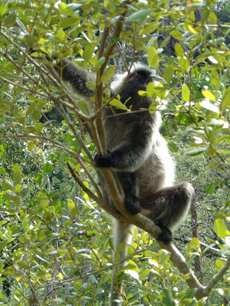 borneo037b
