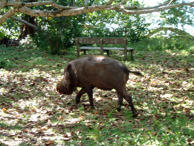 borneo038