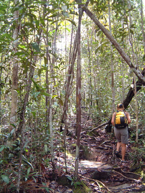 borneo039
