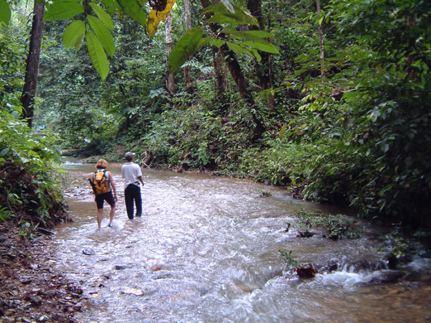 borneo065