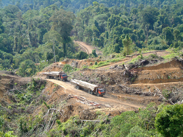 borneo116b