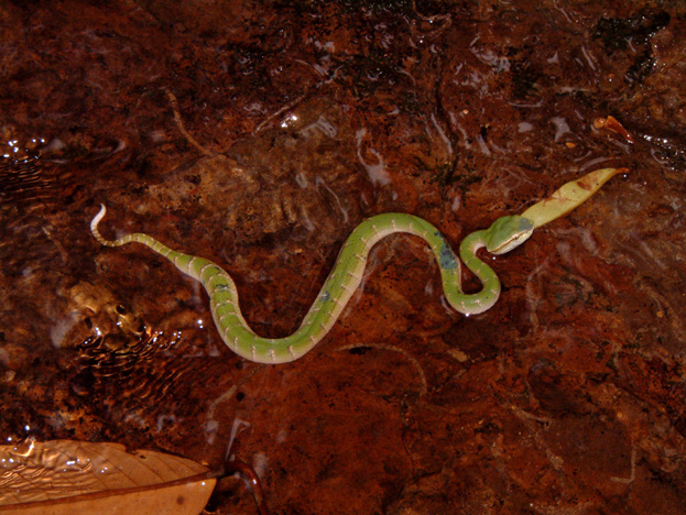 borneo120